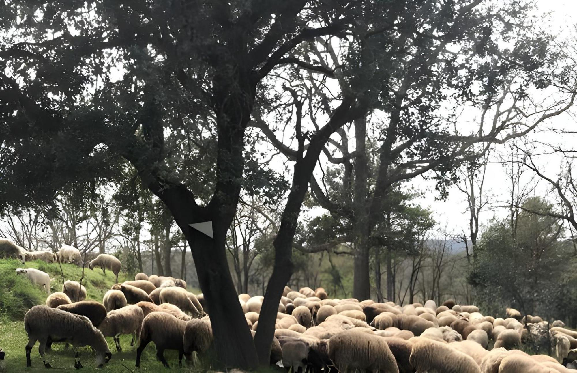 Allotjament Rural Solsona Exteriör bild